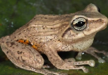 3 nuevas especies de ranas fueron descritas en Ecuador