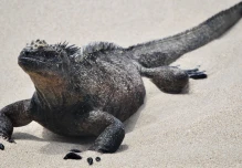 La convocatoria que destinará fondos de canje de deuda a Galápagos se abrió