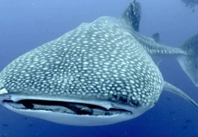 Convenio busca conservar al tiburón ballena en Galápagos 