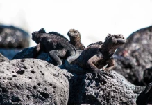 $ 3 millones de canje de deuda para proteger Galápagos fueron entregados