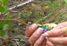 Proyecto Sacha Ñawi busca proteger el mortiño y fortalecer la agrobiodiversidad en Ecuador