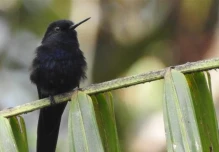 Lundin Gold y UTPL impulsan proyecto para conservar 3 especies de la Amazonía