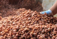 La tonelada de cacao se sitúa en $ 9,150 