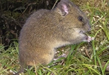 Nueva especie de ratón andino en el Parque Nacional Sangay fue descrita