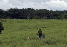 En 2024 se deforestaron 8,1 millones de hectáreas de bosque en el mundo