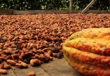 El precio del cacao llegó a $ 11.300 el quintal 