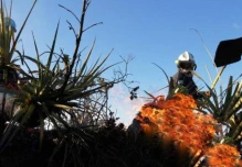 Más de 500 hectáreas en el austro afectadas por incendios forestales
