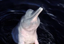 Delfines de río mueren en las turbinas de las hidroeléctricas en la Amazonía
