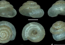 Describen dos nuevas especies de caracoles terrestres microscópicos en Ecuador