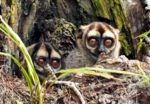 El mono de enormes ojos deambula en la noche
