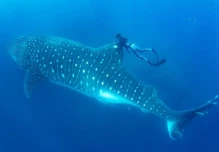 Ecuador impulsa investigación regional sobre migración del tiburón ballena
