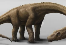 Nuevo fósil de dinosaurio hallado en Napo amplía el registro paleontológico de Ecuador