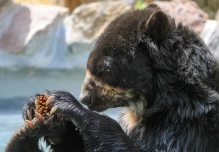 Científicos están tras la pista de los osos de la Cordillera del Cóndor