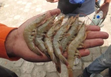 Camarón afectado por bajos precios