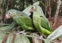 El control de tenencia de vida silvestre se refuerza en Orellana
