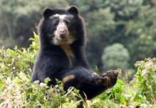 MAATE denunció cacería ilegal de un oso de anteojos en Morona Santiago 