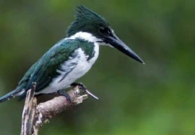3.407 aves fueron identificadas en la Reserva de Biosfera Yasuní