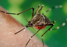 Idean un "mapamundi" interactivo de los mosquitos para ayudar a combatir la malaria