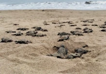 Más de 42 mil tortugas marinas han nacido en Esmeraldas desde el 2019