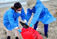 Ecuador sigue tomando muestras de aves muertas para descartar gripe aviar