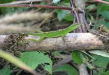 Reptiles del Oriente Ecuatoriano