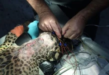 Un jaguar fue operado para retirarle un perdigón que afectó sus extremidades