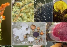 Registran al menos 727 especies únicas de hongos en la reserva Los Cedros 