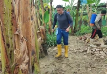 Ecuador avanza en biotecnología para proteger al banano