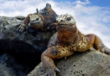 The Galapagos Islands Have Ten Times More Invasive Marine Species Than Previously Thought
