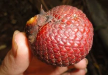 Pastaza: El morete inició su ruta internacional hacia Perú