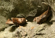 Los tayos, aves que prefieren vivir en la noche