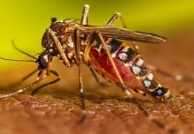 1.137 casos de dengue se registran en los primeros días del 2024