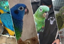 Cuatro aves víctimas de tenencia ilegal fueron rescatadas 
