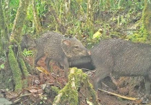 Cámaras trampa permiten monitorear las especies silvestres en sectores de Zamora Chinchipe