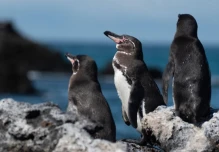 55 años de monitoreo revela sorprendente resiliencia de pingüino de Galápagos