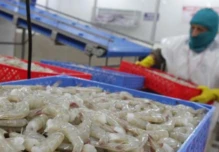 Exportaciones de camarón lideran ingresos externos y evidencian cambio en la economía ecuatoriana