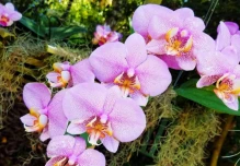 Perú ratificó compromiso con conservación de 3.000 especies de orquídeas
