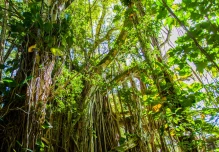 New project: The effects of hunting and fishing on Amazonia’s forests