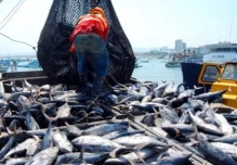 Ecuador enfrenta caída de precios del atún