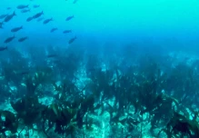 En Galápagos fue descubierto un bosque de quelpos: las algas gigantes del océano