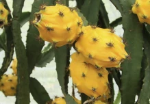 La pitahaya ecuatoriana regresa a Perú