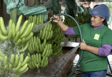 Las exportaciones de banano de Ecuador crecieron un 1,42 % en 2024 