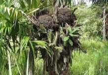 Ecuador refuerza la protección de la tagua