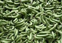 Industria bananera de Latinoamérica carga contra precios bajos de cadena alemana Kaufland