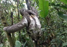Animales silvestres fueron rescatados en Sucumbíos, Napo y Guayas