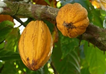 El precio del cacao se ubica en $ 10.204 por tonelada 