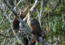 El bosque comestible biodiverso "más grande del mundo" echa raíces en Ecuador