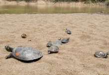 29 especies de vida silvestre volvieron a su hábitat en el Yasuní 