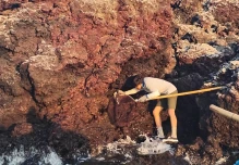 Galápagos: Censo de pingüinos sugiere una bajada en su reproducción
