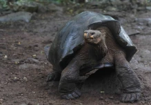 Especie de tortuga gigante fue descubierta en Galápagos